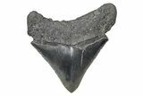 Serrated, Juvenile Megalodon Tooth - South Carolina #383756-1